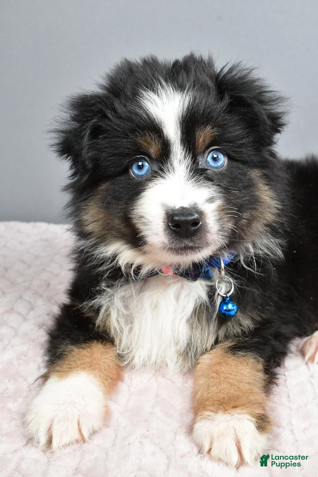 Miniature Australian Shepherd dogs for sale: Rocket - Ad 5