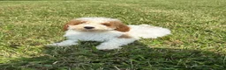 Toy Poodle dogs for sale: Toy Poodle 1 - Ad 5