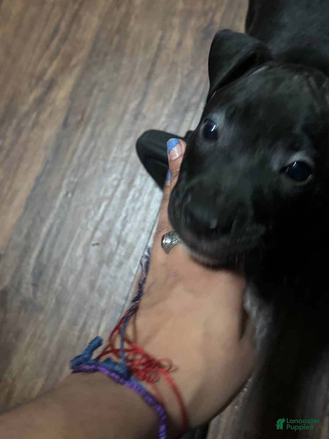 Mixed Breed dogs for sale: Mixed Breed Puppy 1 - Ad 3