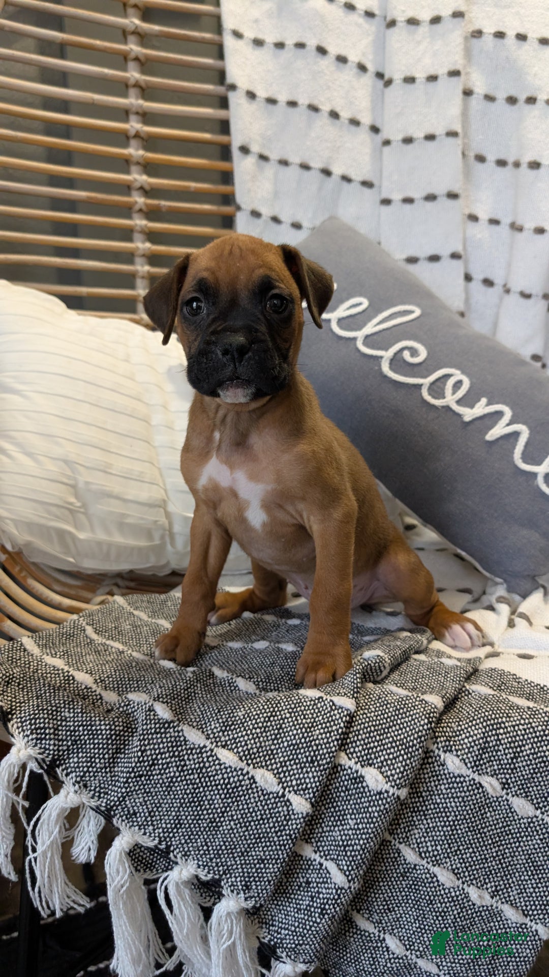 Boxer dogs for sale: Hunter - Ad 2