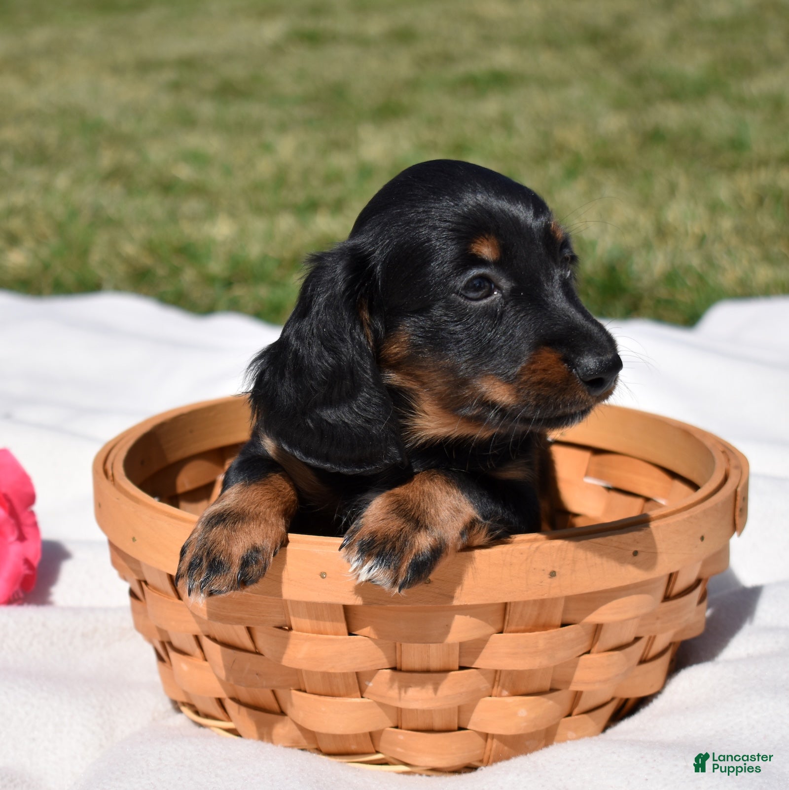 Miniature Dachshund dogs Mocha - Ad 2