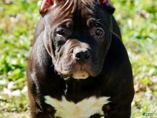 American Bully dogs - Ad 17