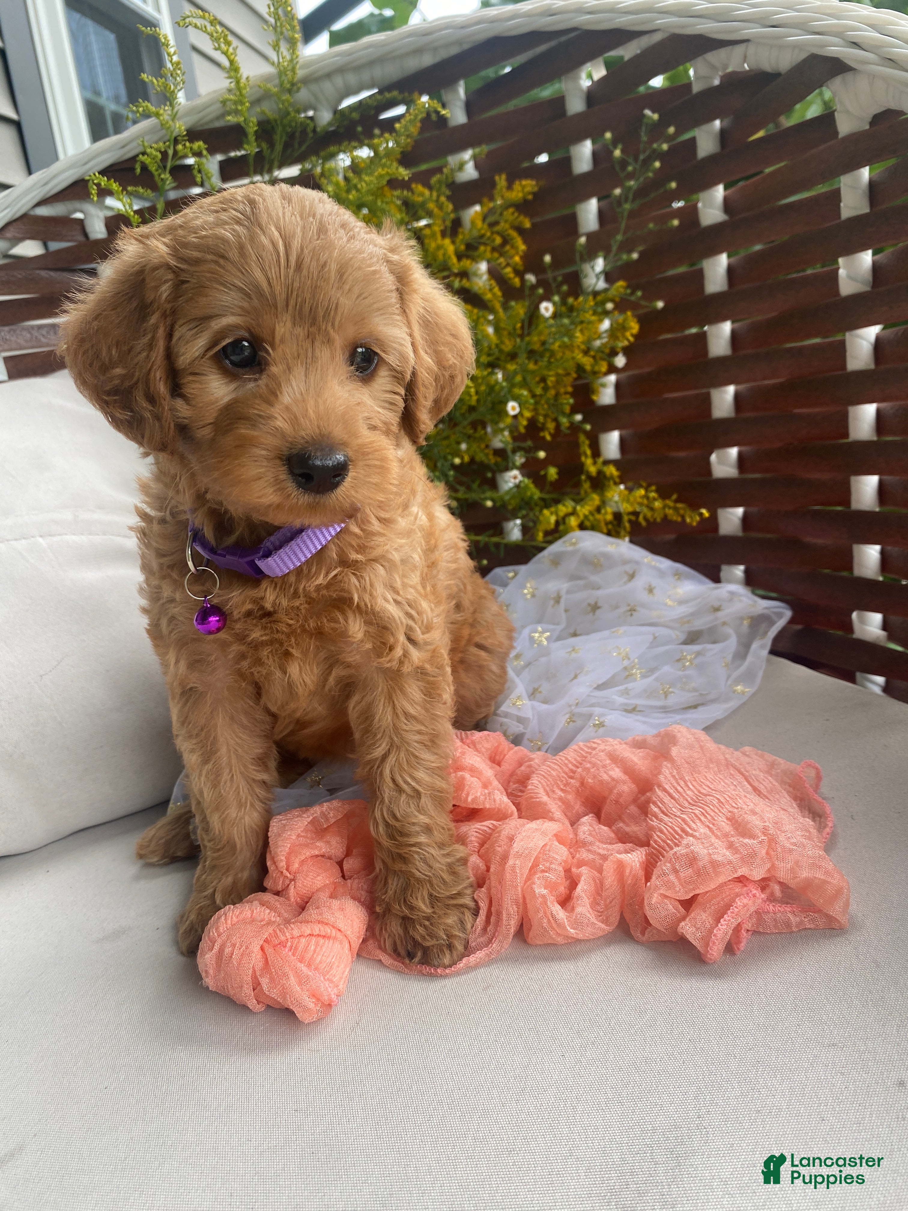 Miniature Labradoodle dogs Paris - Ad 2