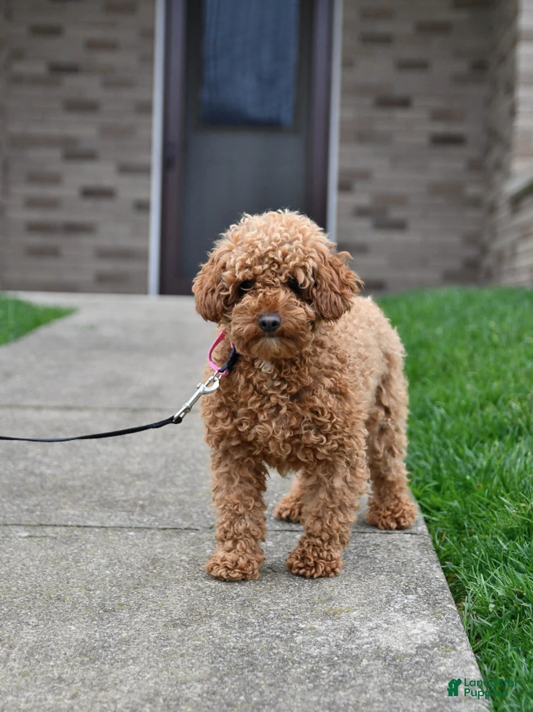 Cockapoo dogs for sale: Nellie - Ad 5
