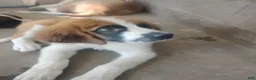 Saint Bernard dogs for sale: Saint Bernard 3 - Ad 2