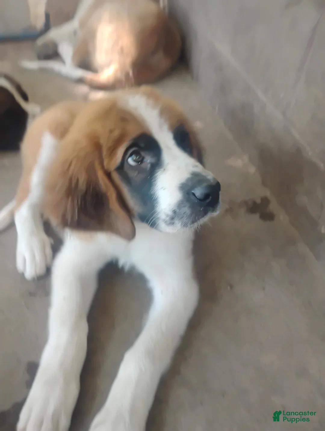 Saint Bernard dogs for sale: Saint Bernard 3 - Ad 2