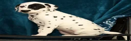 Dalmatian dogs for sale: Jane - Ad 6