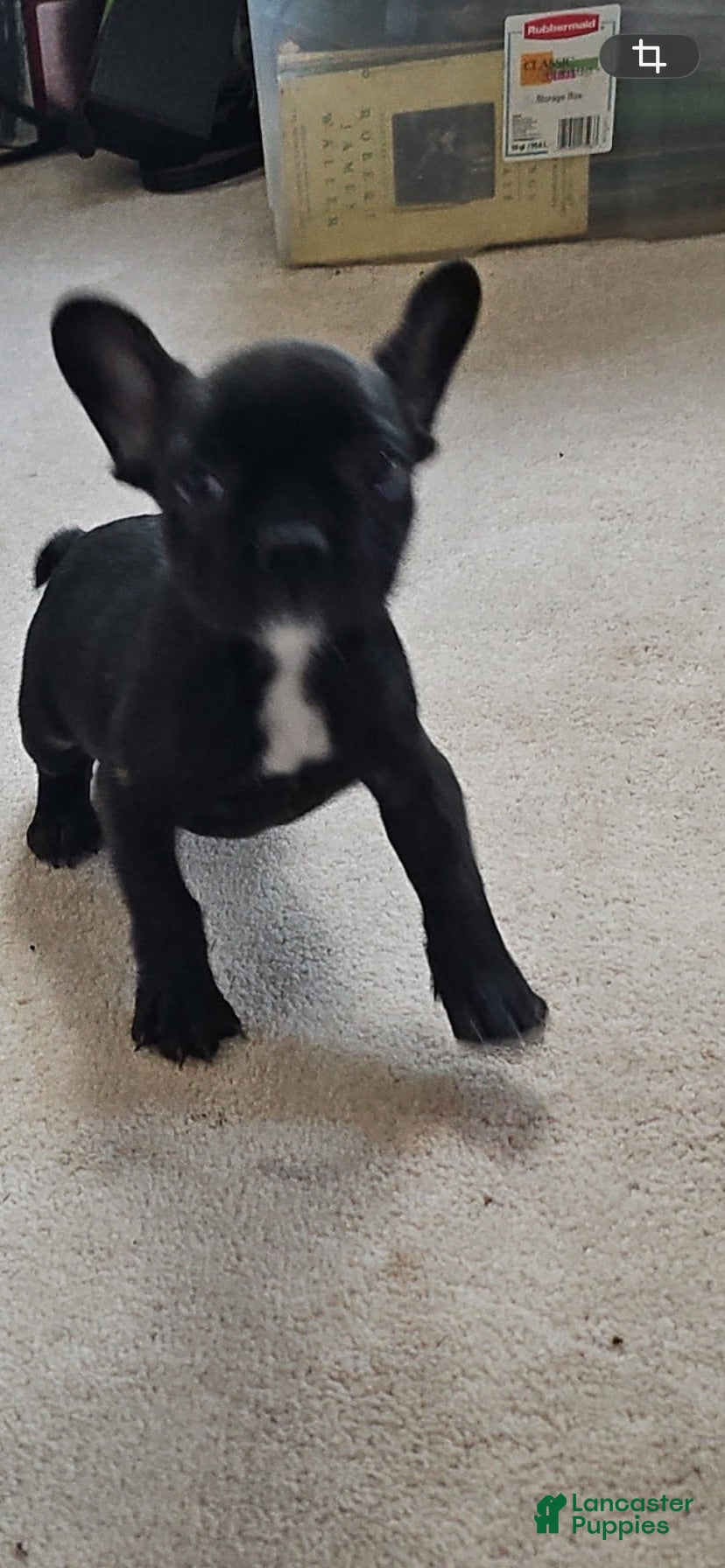 French Bulldog dogs Priscilla - Ad 1