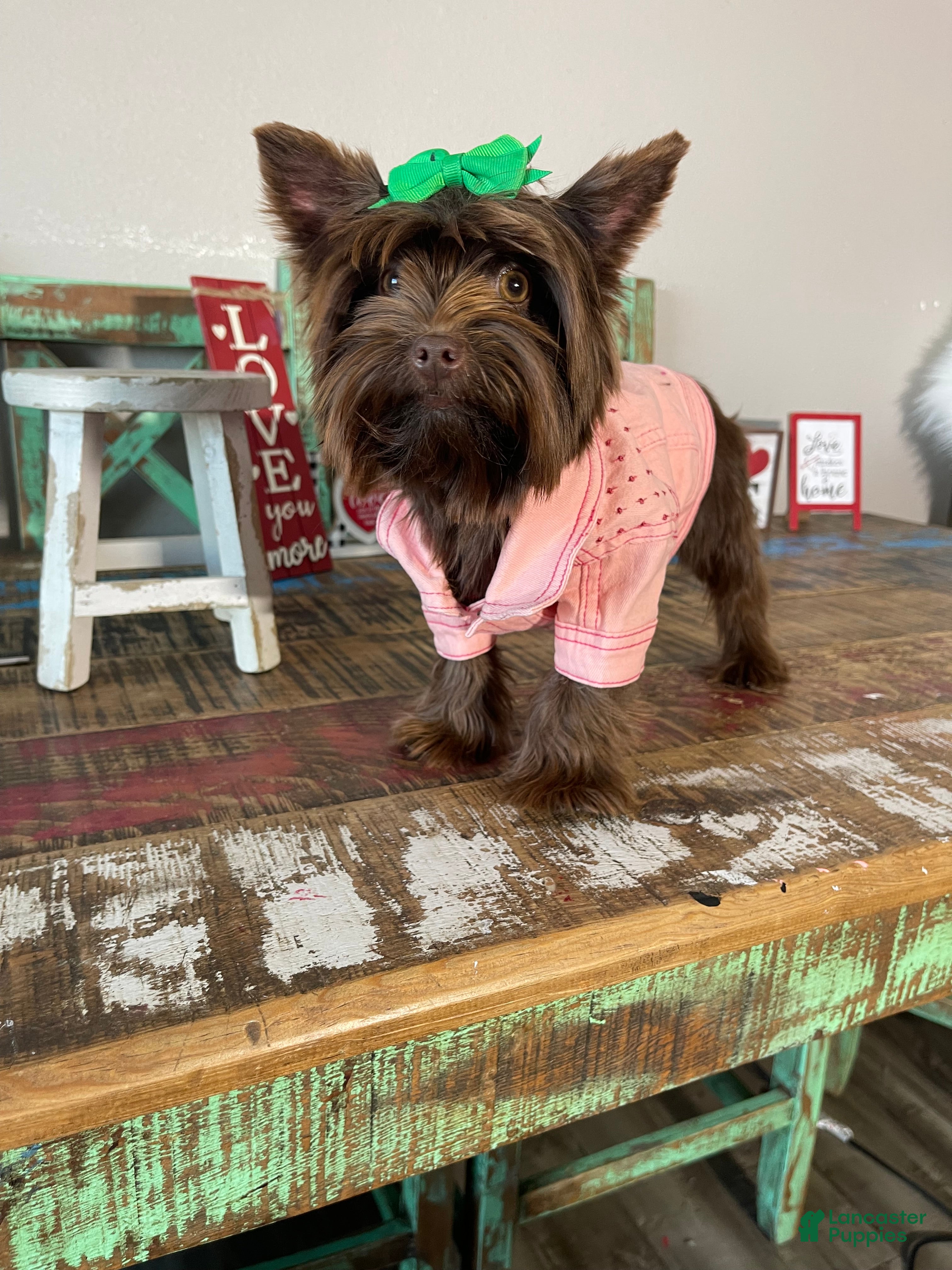 Yorkshire Terrier dogs Chocolate Coco - Ad 7