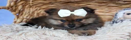 Pomeranian dogs for sale: Flynn  - Ad 12