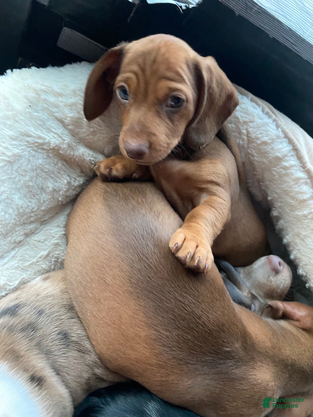Miniature Dachshund dogs for sale: Miniature Dachshund Puppy 1 - Ad 5