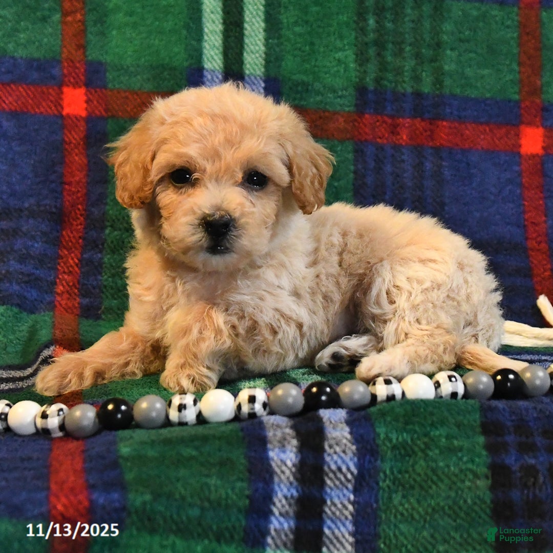 Bichpoo dogs for sale: Trixie - Ad 7