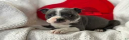 Boston Terrier dogs for sale: Remi - Ad 4