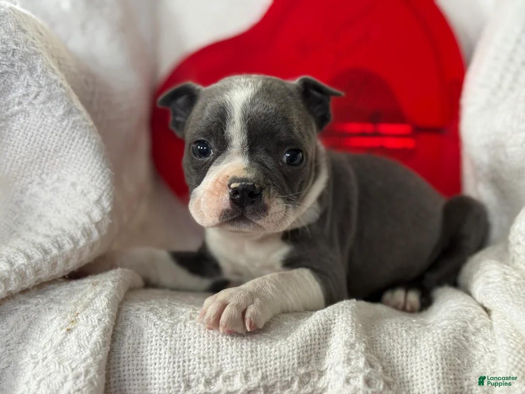 Boston Terrier dogs for sale: Remi - Ad 4