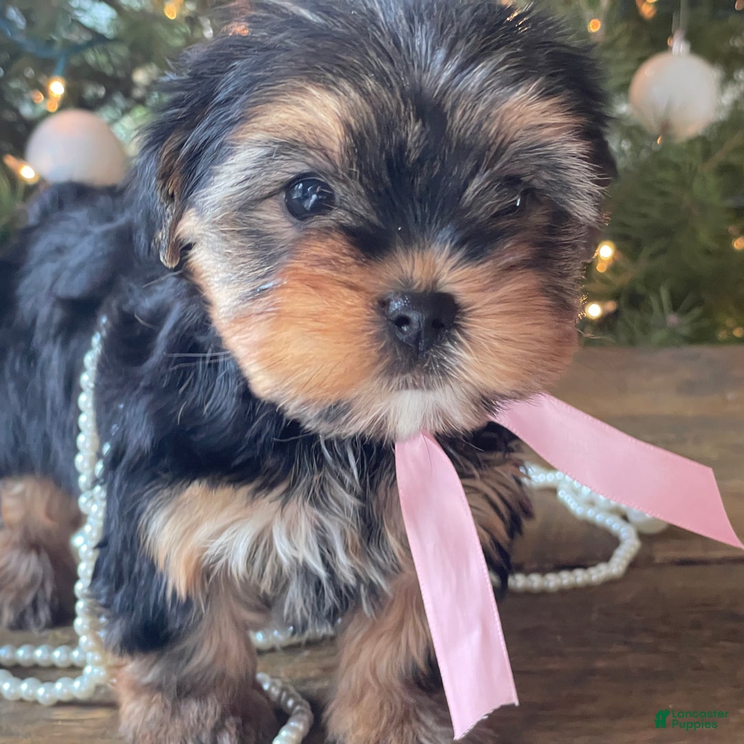 Mixed Breed dogs for sale: Lucy - Ad 5