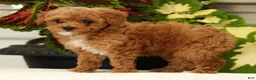 Miniature Poodle dogs for sale: Bella - Ad 3