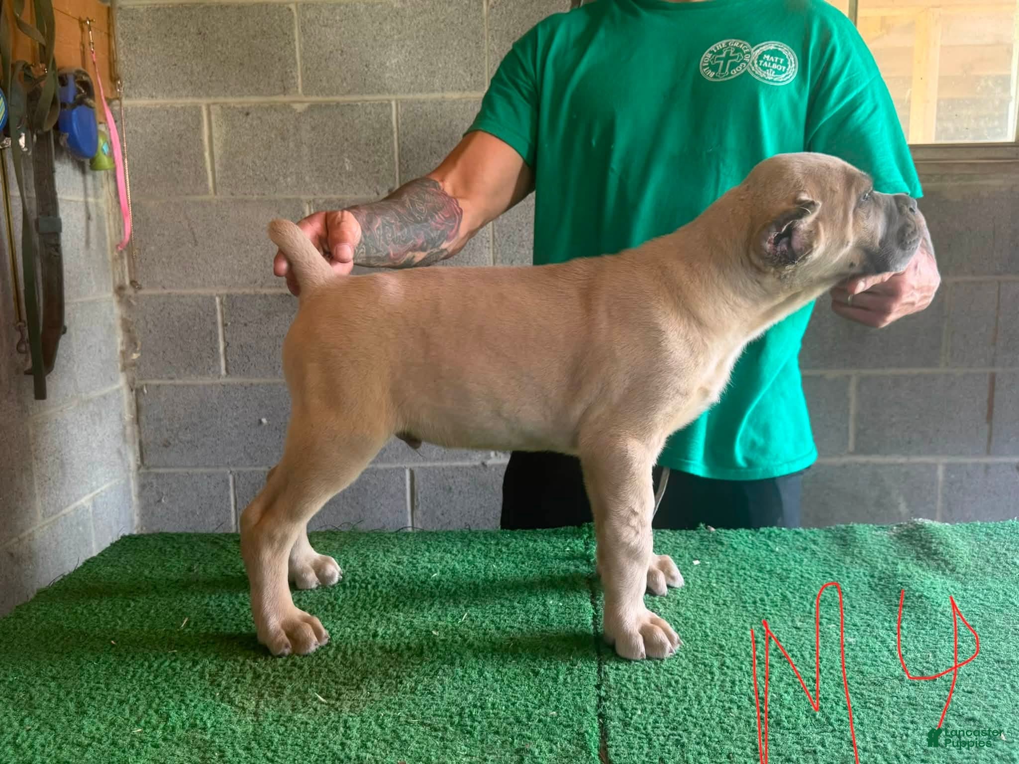 Cane Corso dogs Cane Corso 1 - Ad 16