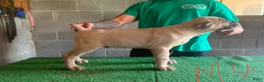 Cane Corso 1