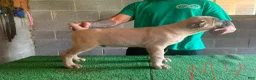 Cane Corso dogs for sale: Cane Corso 1 - Ad 1