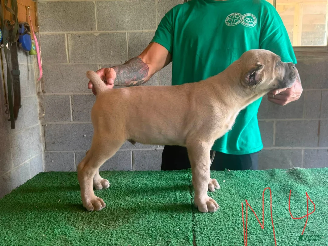 Cane Corso dogs for sale: Cane Corso 1 - Ad 1