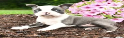 Boston Terrier dogs for sale: Dina - Ad 3