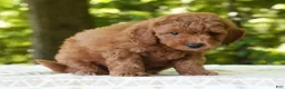 Mini Goldendoodle dogs for sale: Camden - Ad 6