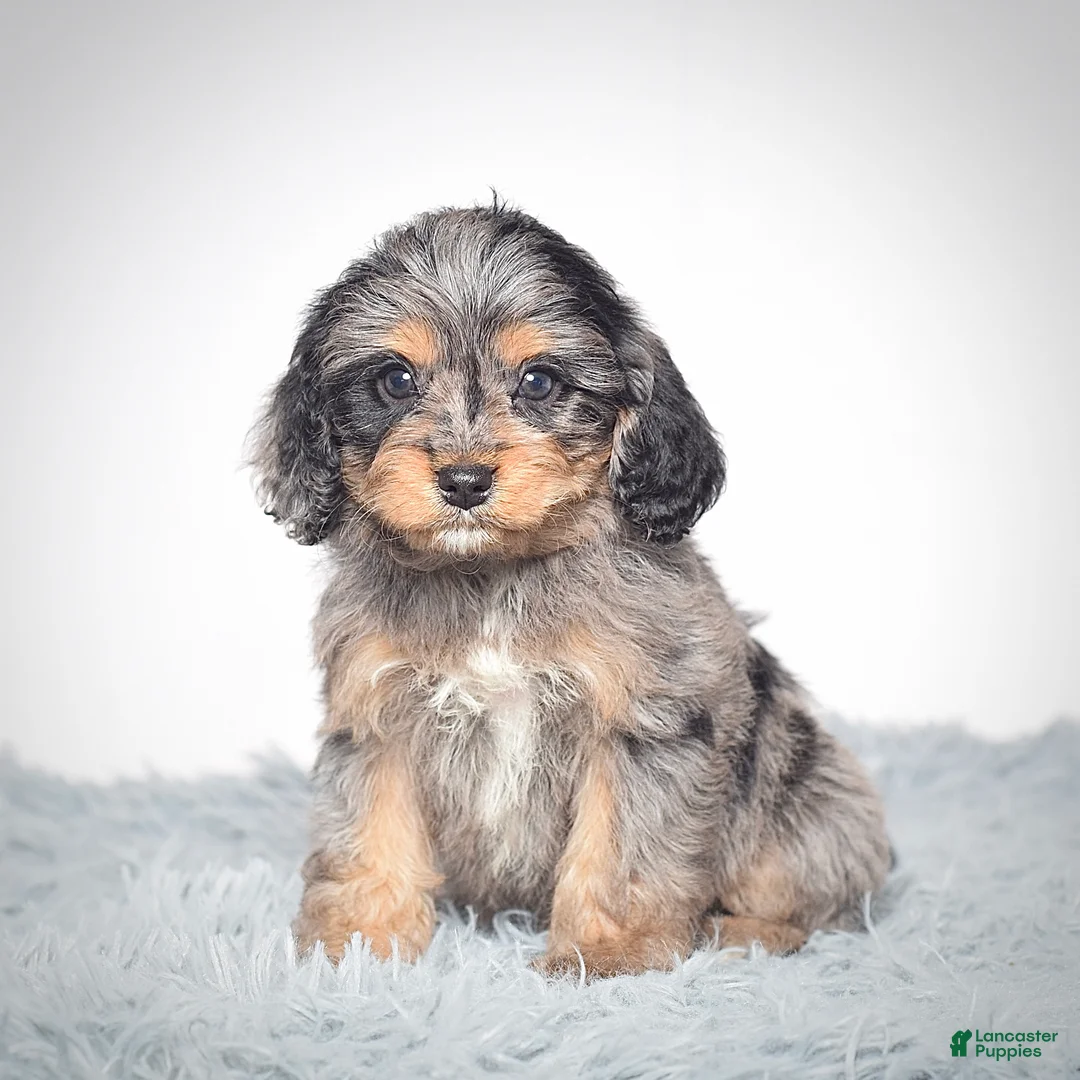 Cavapoo dogs for sale: Ms. Belle - Ad 6