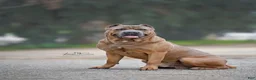 Cane Corso dogs for sale: Cane Corso pink collar - Ad 5