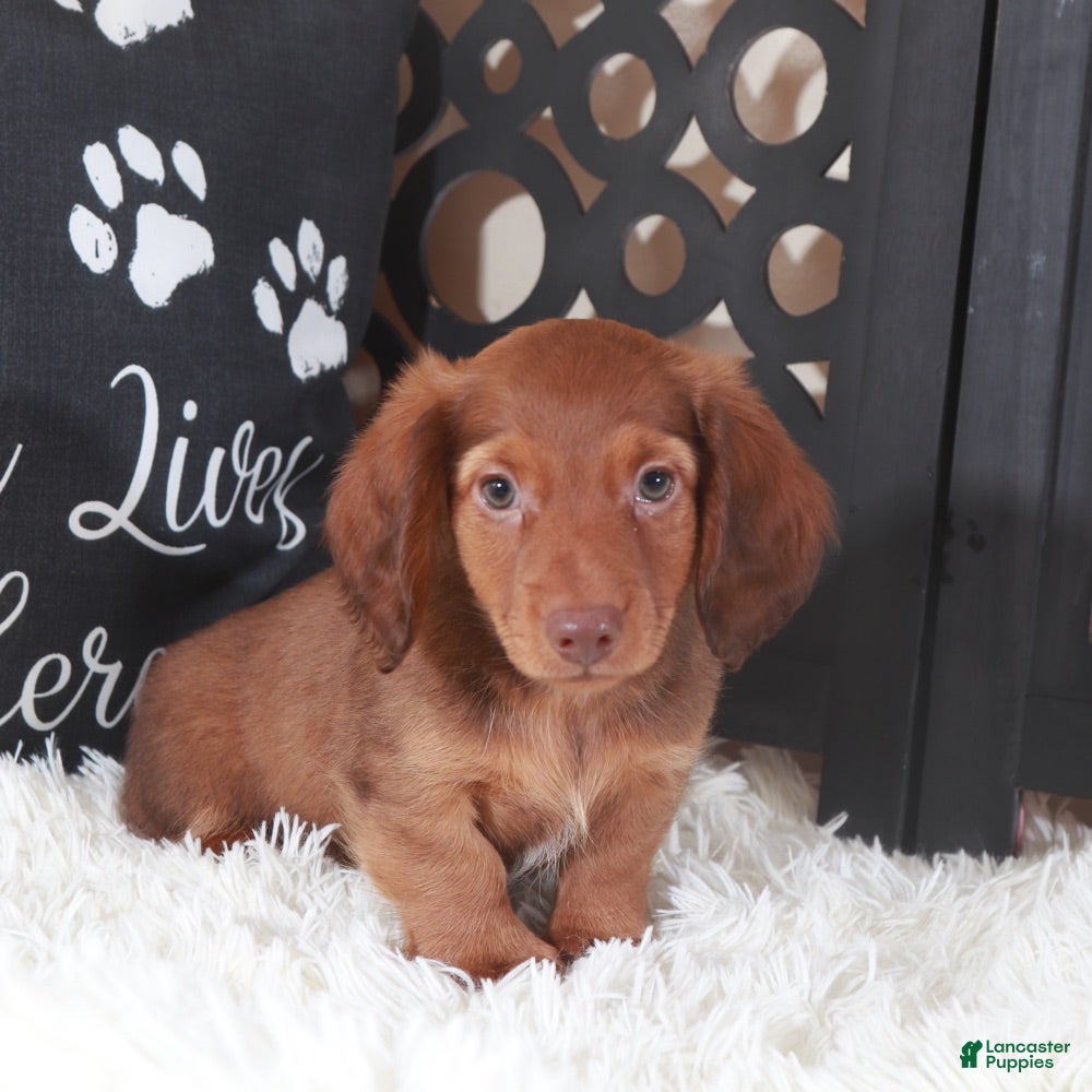 Miniature Dachshund dogs Miniature Dachshund Puppy Hunter - Ad 6