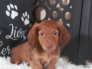 Miniature Dachshund dogs Miniature Dachshund Puppy Hunter - Ad 36