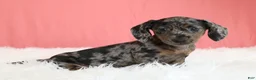Miniature Dachshund dogs for sale: Peaches 🍑 - Ad 8