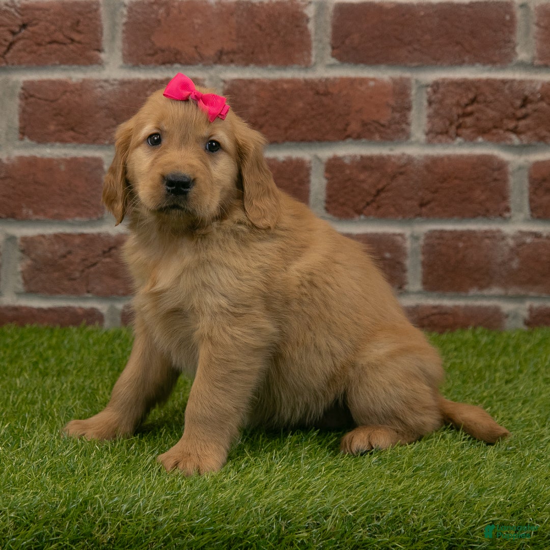 Holly for sale in Dundee Lancaster Puppies