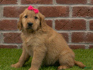 Golden Retriever dogs - Ad 18