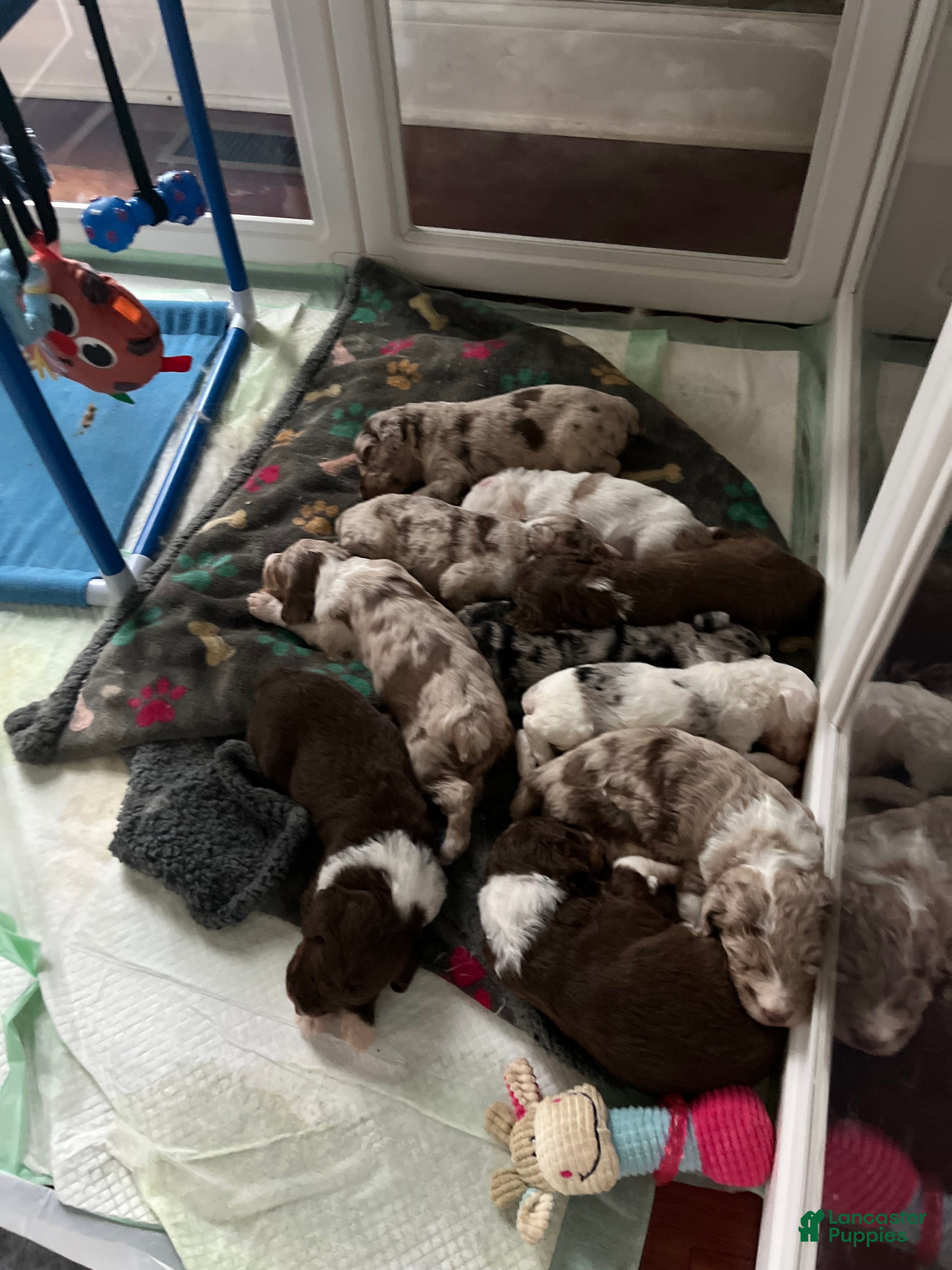 Aussiedoodle dogs Toots - Ad 2