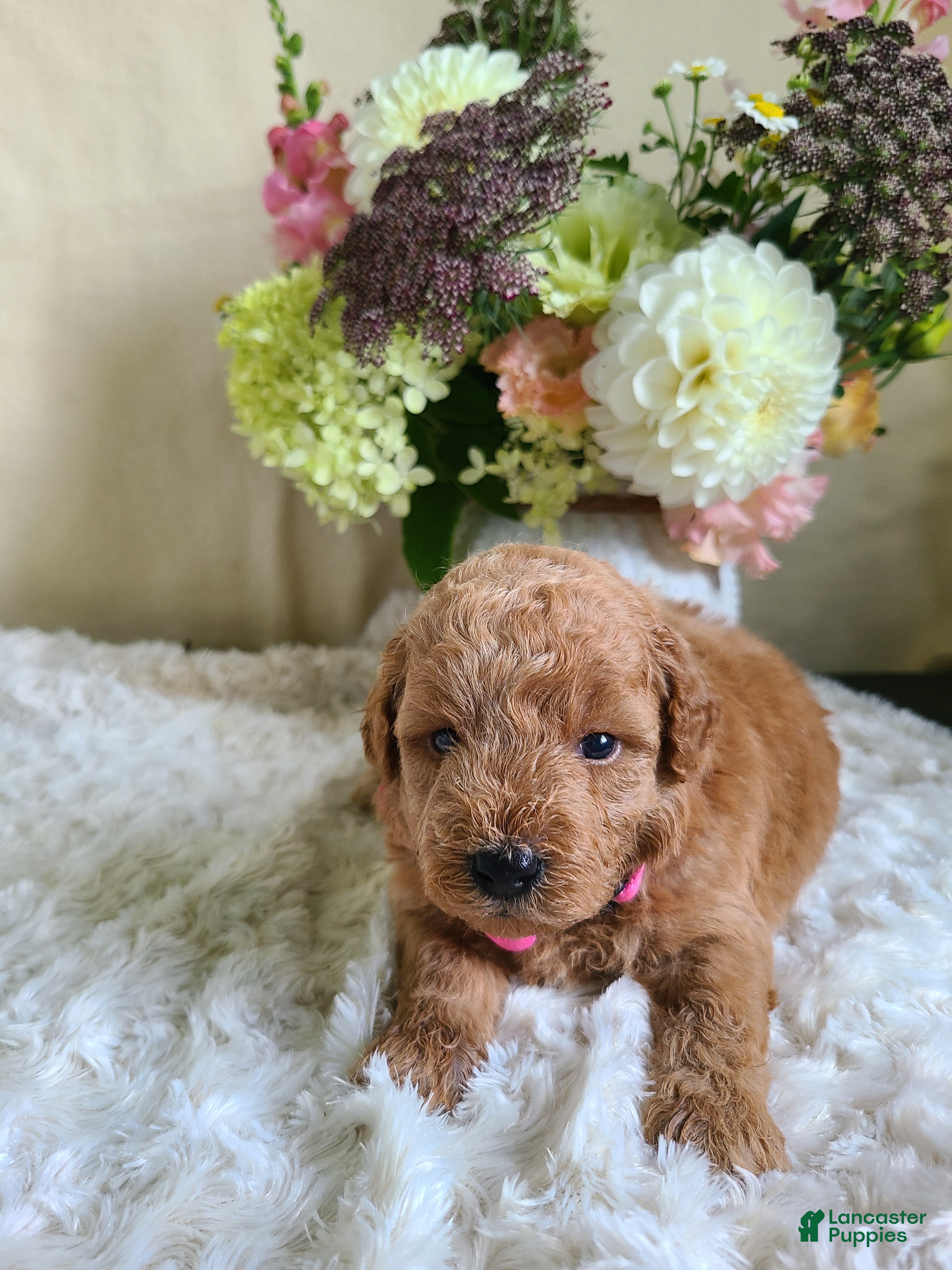 Mini Goldendoodle dogs Inez - Ad 2
