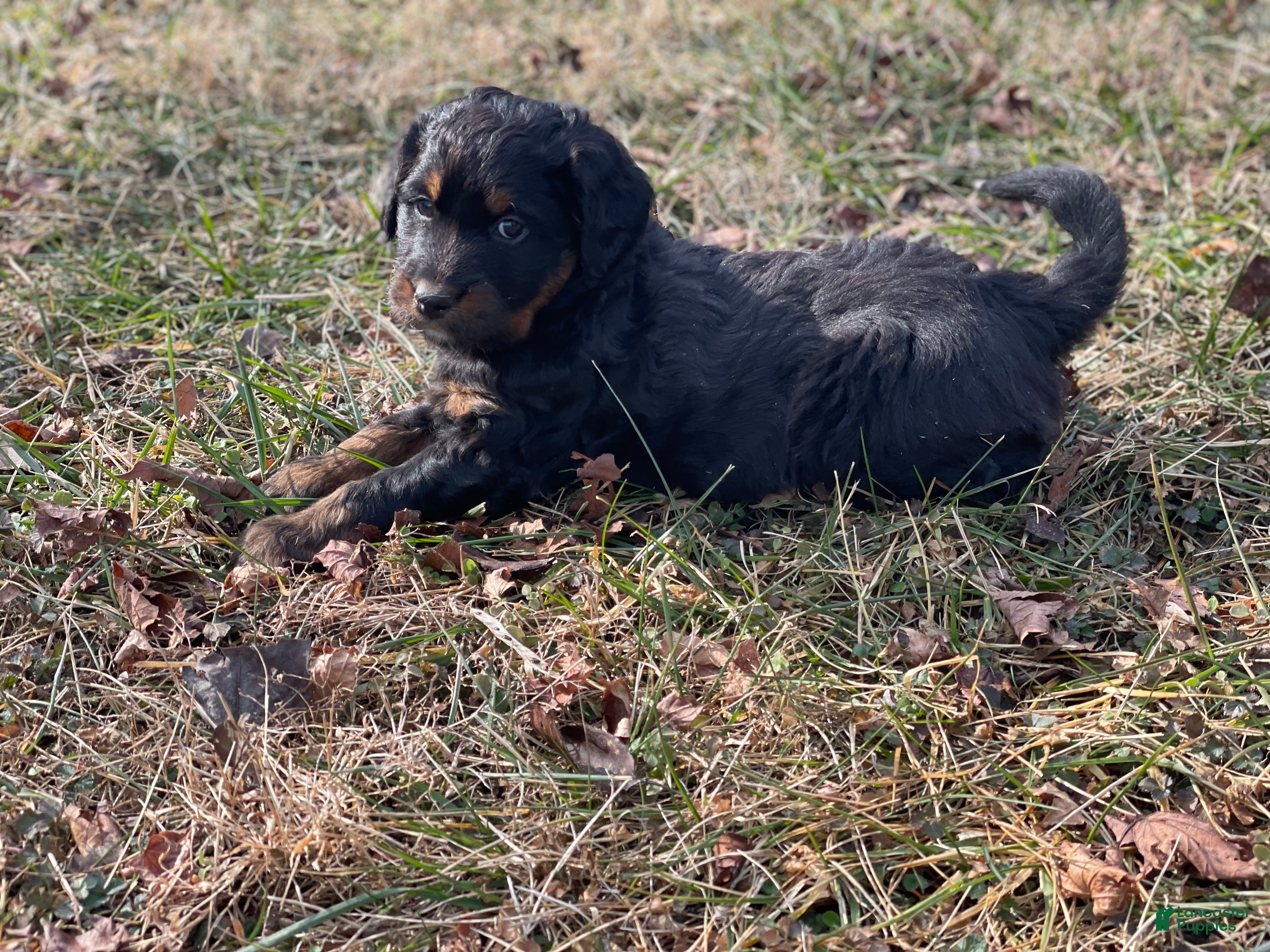 Mixed Breed dogs Cookie - Ad 22