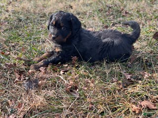 Mixed Breed dogs Cookie - Ad 22