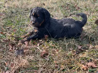 Mixed Breed dogs Cookie - Ad 5