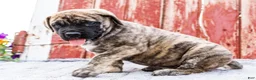English Mastiff dogs for sale: Paul - Ad 6