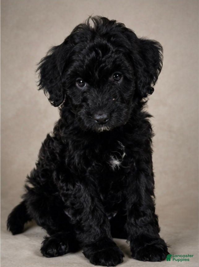 Mini Goldendoodle dogs Cora - Ad 37