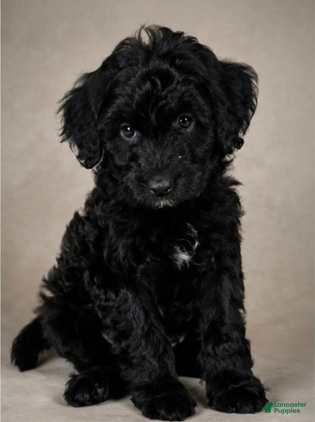 Mini Goldendoodle dogs for sale: Cora - Ad 1