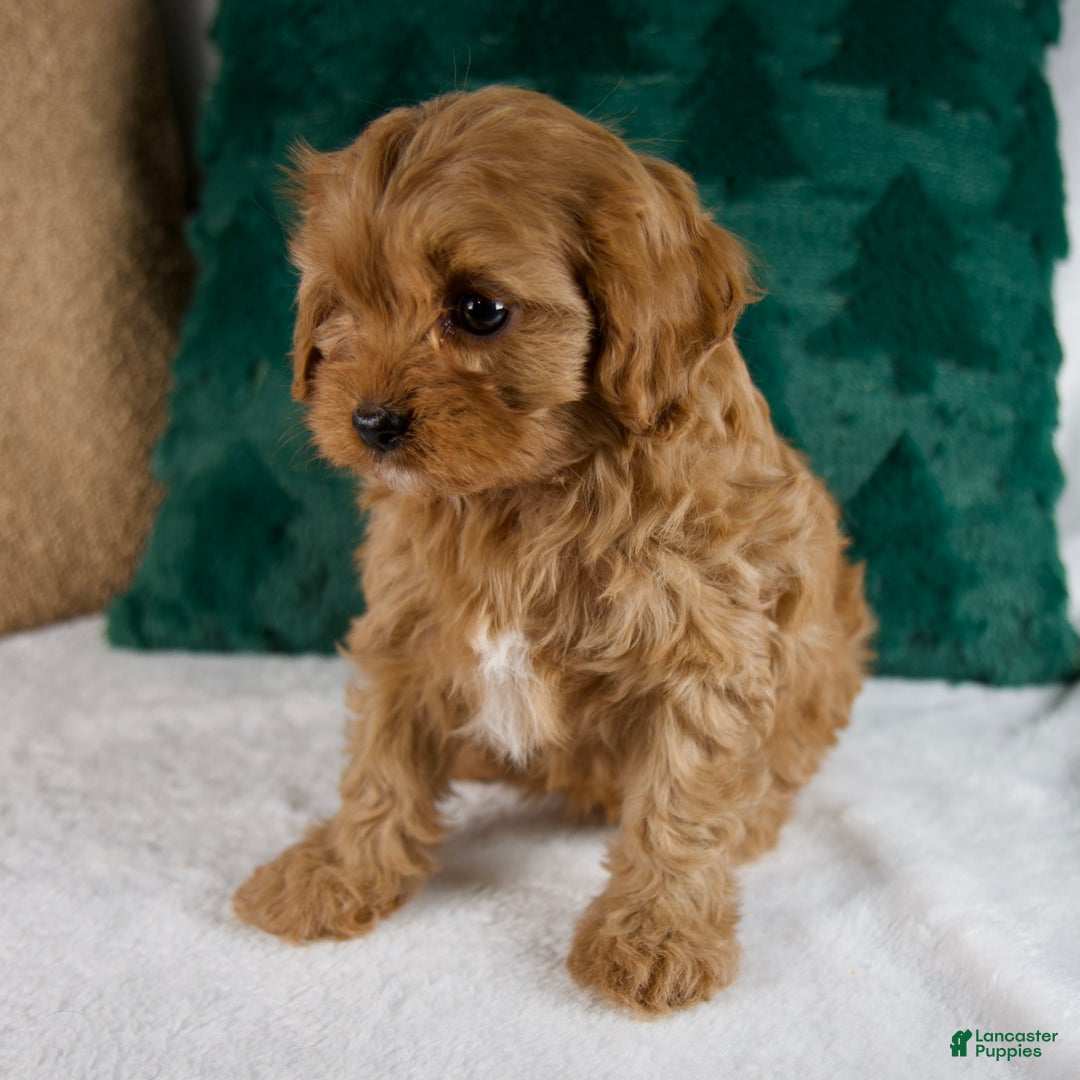 Cavapoo dogs for sale: Bailey - Ad 5