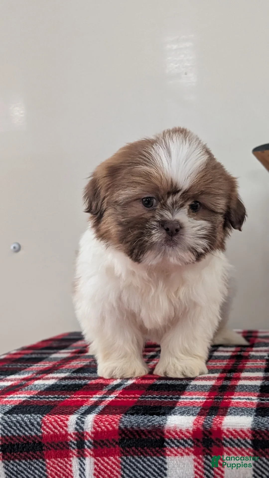 Shih Tzu dogs for sale: Captain - Ad 9