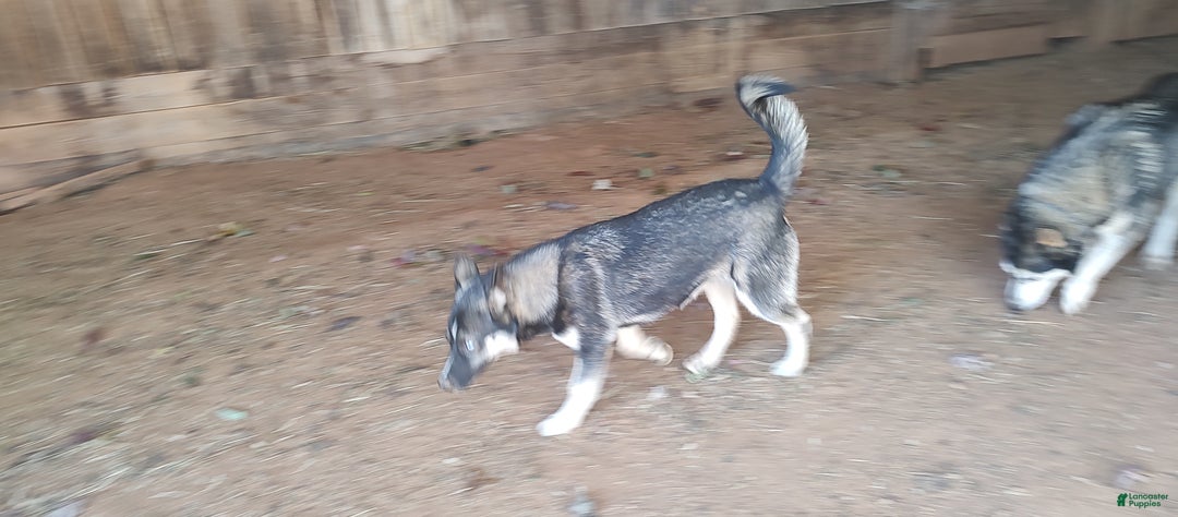 Siberian Husky dogs for sale: Siberian Husky Lyndy - Ad 3