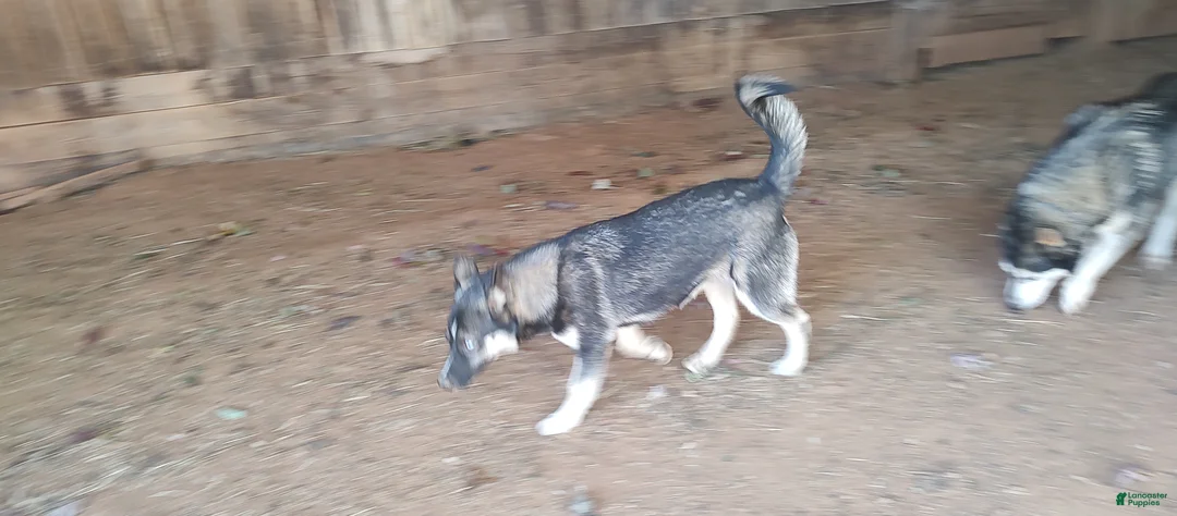 Siberian Husky dogs for sale: Siberian Husky Lyndy - Ad 3