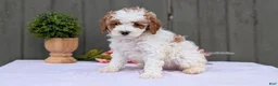 Miniature Poodle dogs for sale: Axel - Ad 3