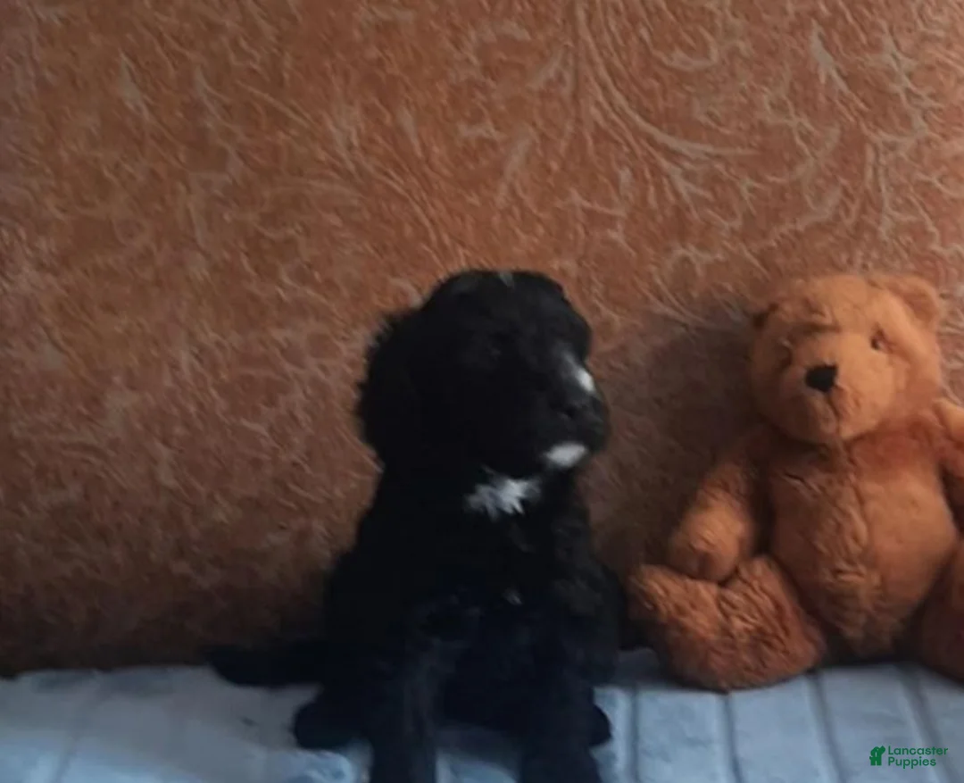 Bernedoodle dogs for sale: Mazi - Ad 1