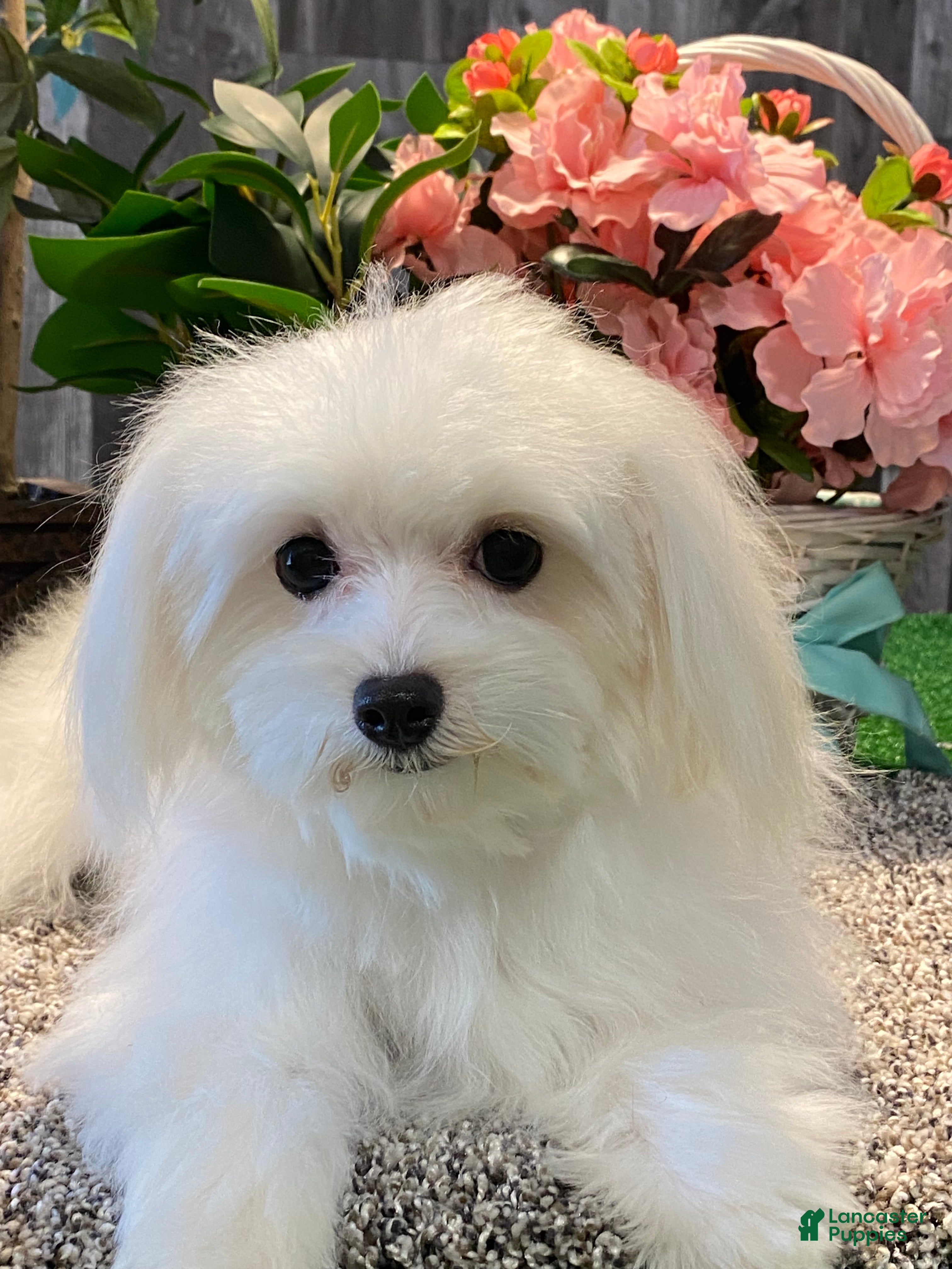 Maltese dogs Millie - Ad 17