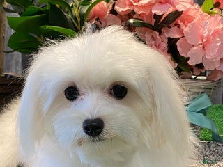 Maltese dogs Millie - Ad 17