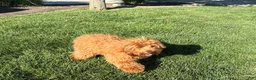 Cavapoo dogs for sale: Lyndon F1b  - Ad 8